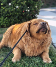 Healthy Weight Management for Dogs